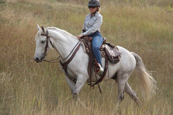 Sold - Gunslinger's Rolling Coal, MFT Gelding