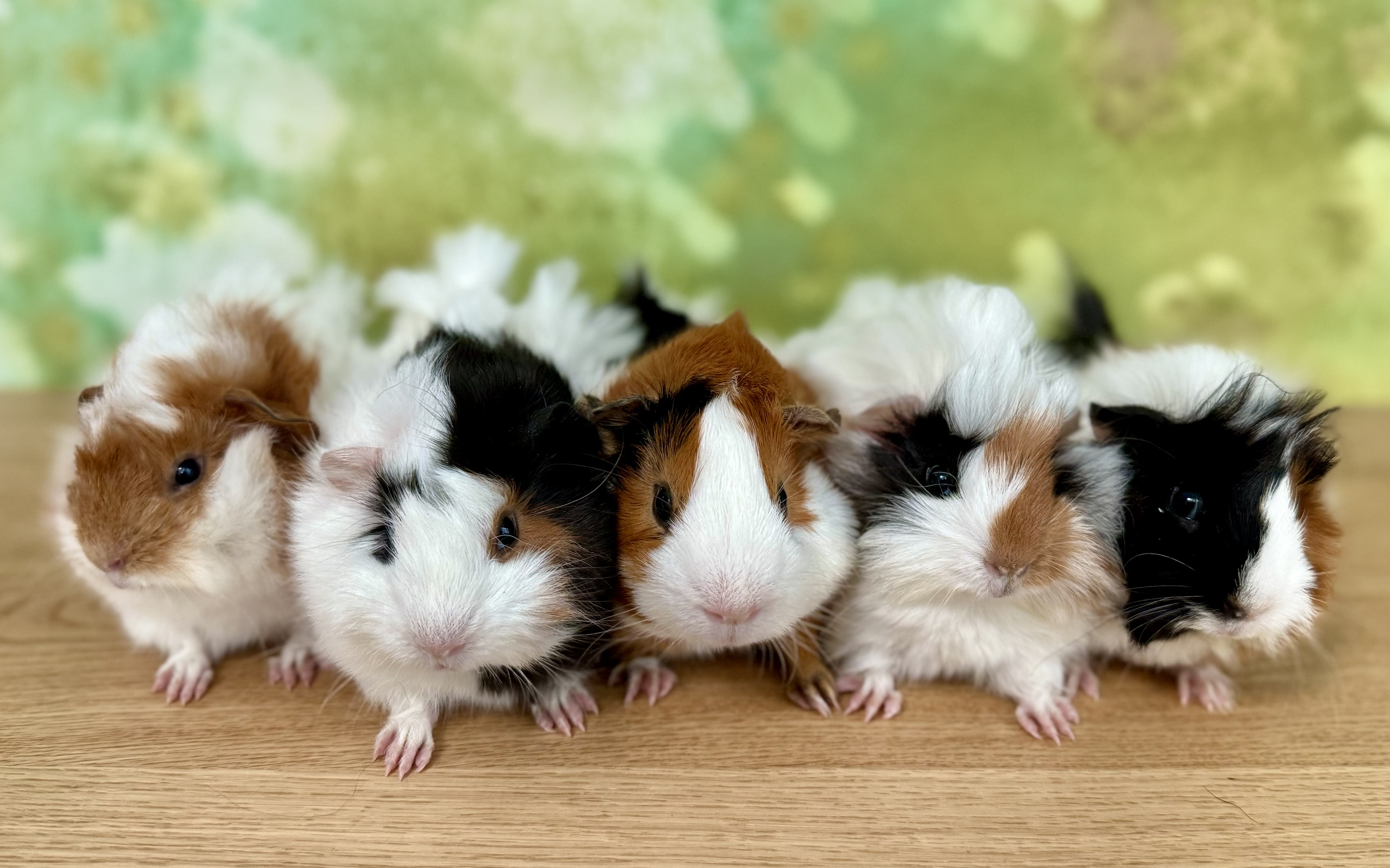 Guinea Pig Sanctuary logo