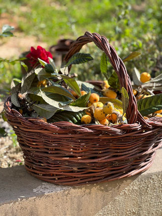 Villa Tranberg loquat harvest