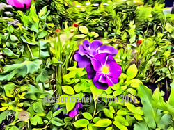 giverny284