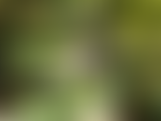 Why Dorothy Clive Garden is a Hidden Gem for Weddings | Staffordshire Wedding Photographer