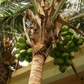 Dominikanische Republik - Puerto Plata - RIU Merengue