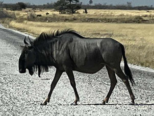 Etosha - Halali nach Namutoni - Tag 5
