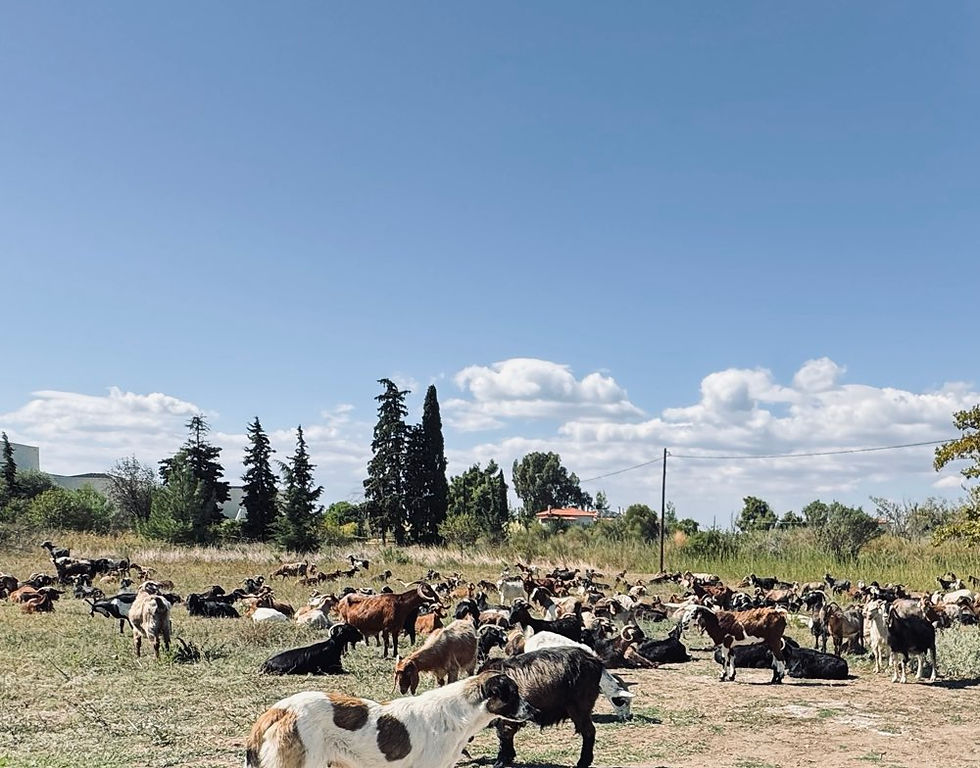 Goats on the Road.