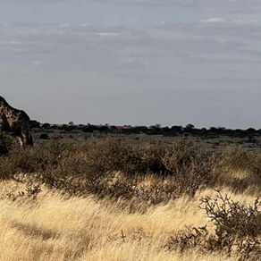 Kalahari - Sundowner Tour