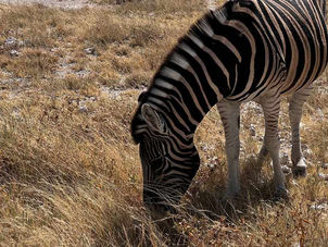 Etosha - Okaukuejo nach Halali - Tag 3