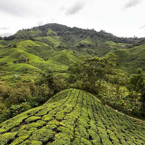 Cameron Highlands: Teeplantagen und mehr