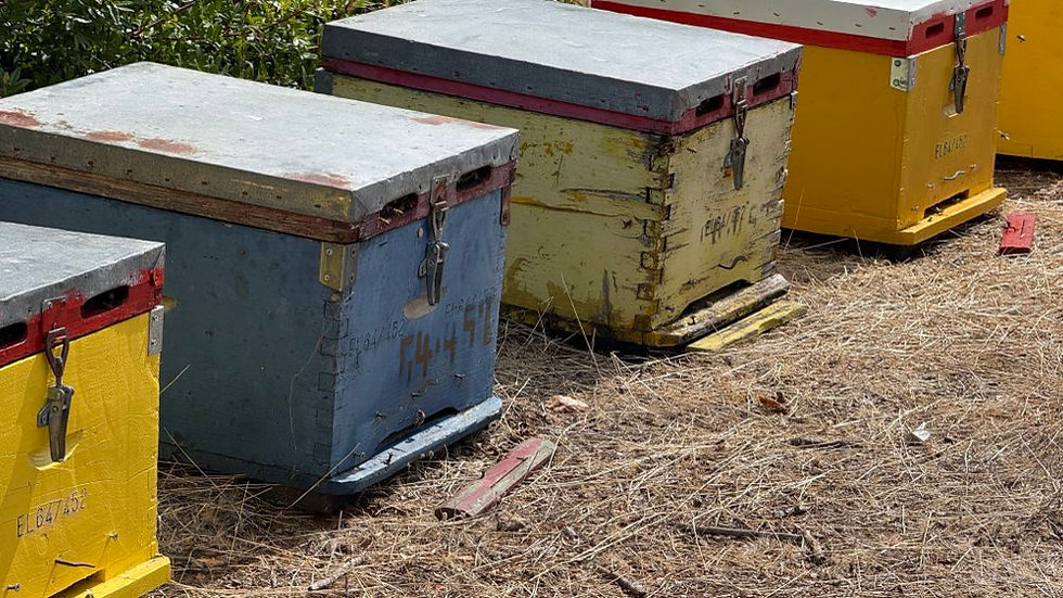 Bienenstock.
