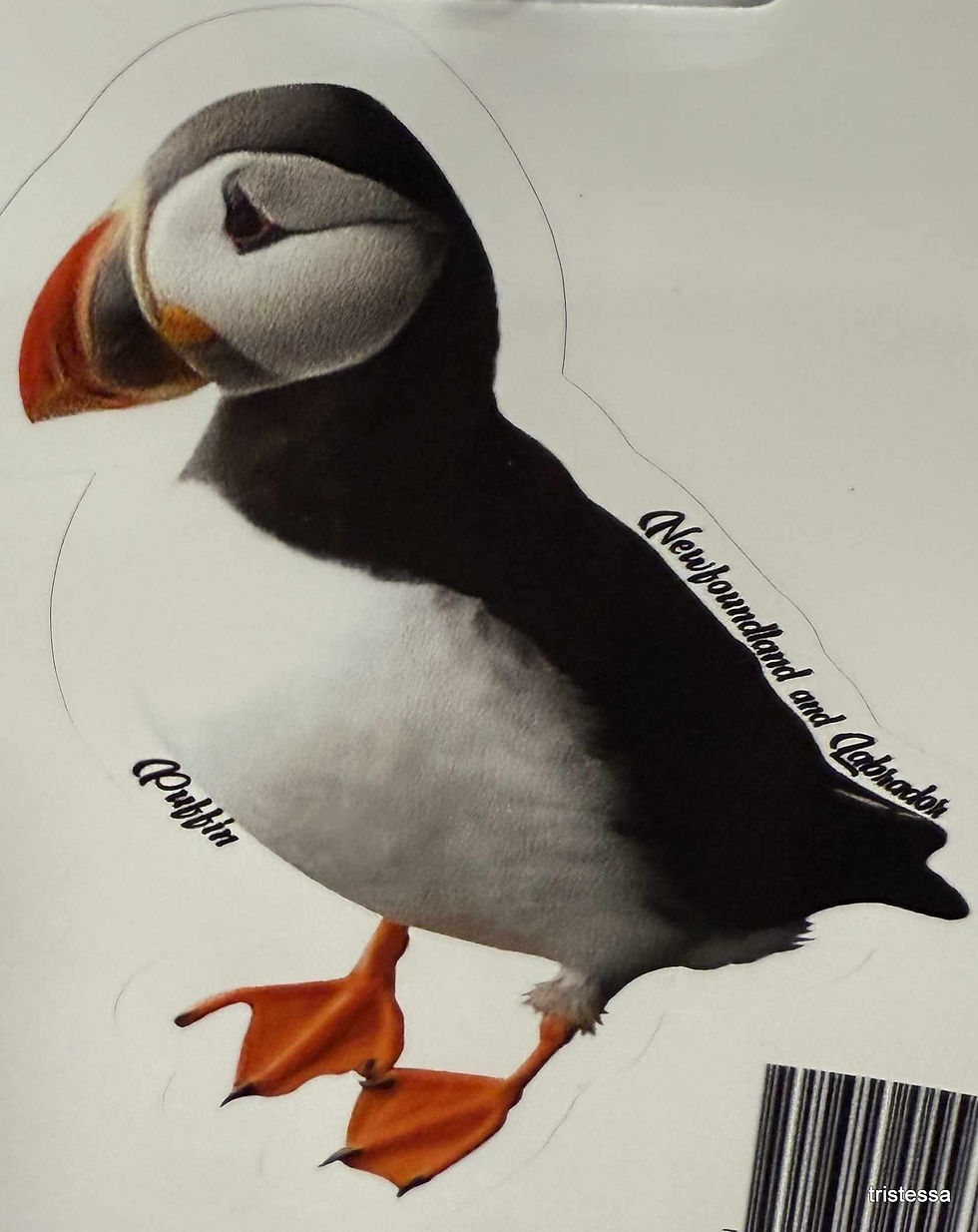 puffin