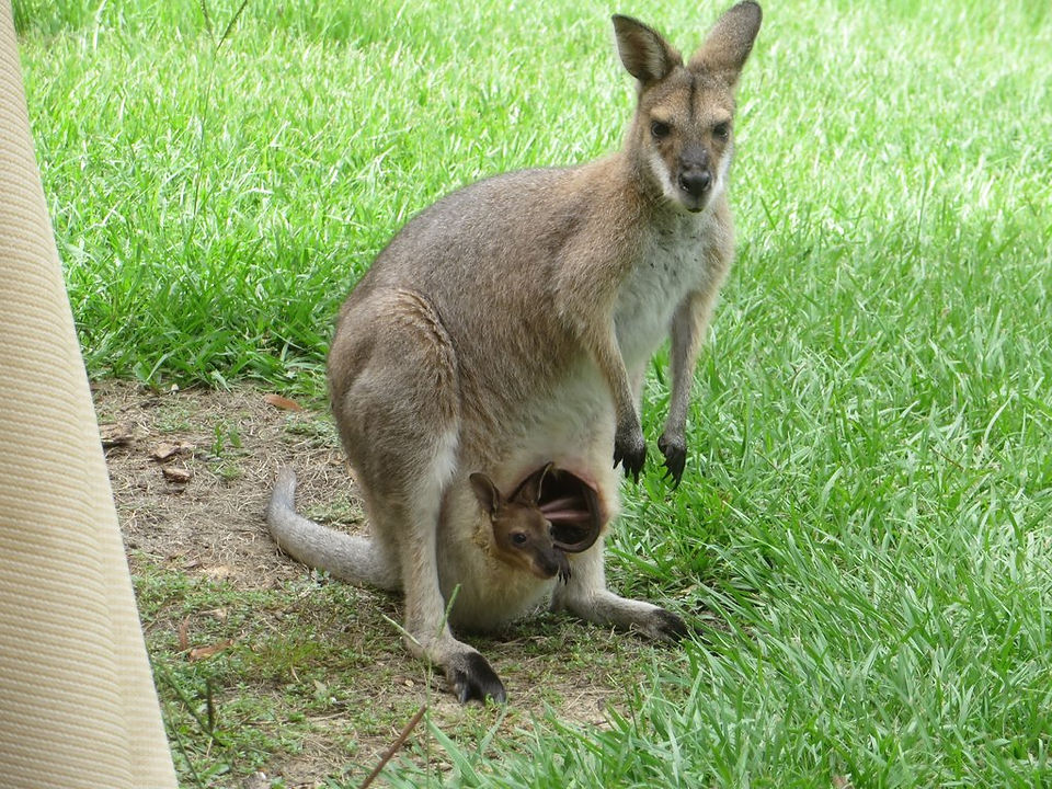 Red-necked wallaby and joey