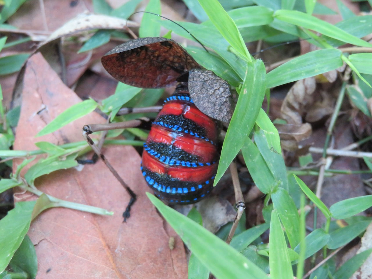 Femail mountain katydid (Acripeza reticulata) showing off its vibrant colours.