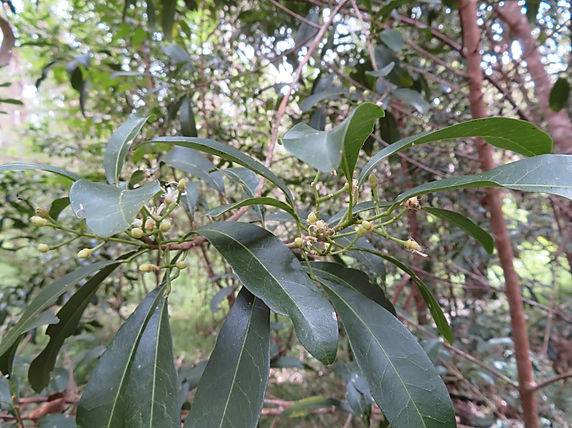 White aspen forming fruit