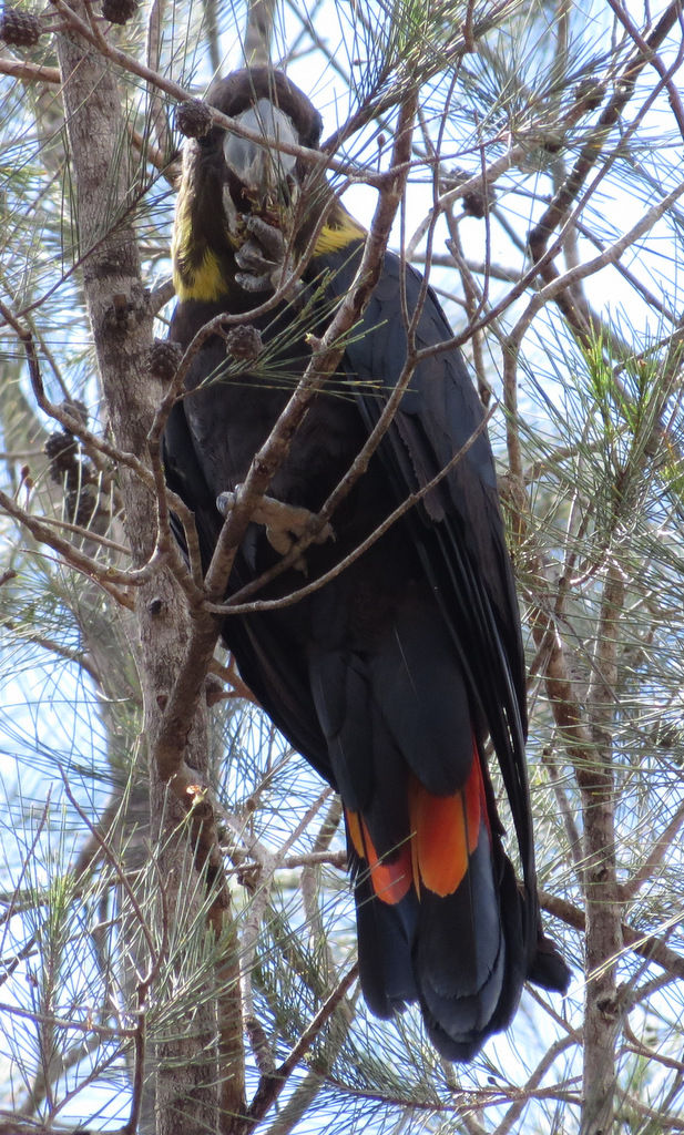 Red-tailed black cockatoo feeding on casuarina cones