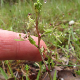 Elbow orchid (Arthrochilus prolixus) compared to the size of a finger.