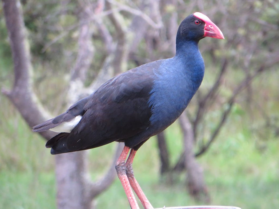 Purple swamp hen