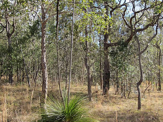 Grass tree