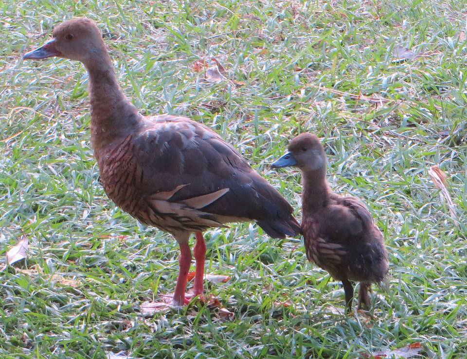 Plumed Whistling Duck with older duckling