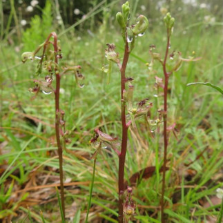 Elbow orchid (Arthrochilus prolixus) in flower