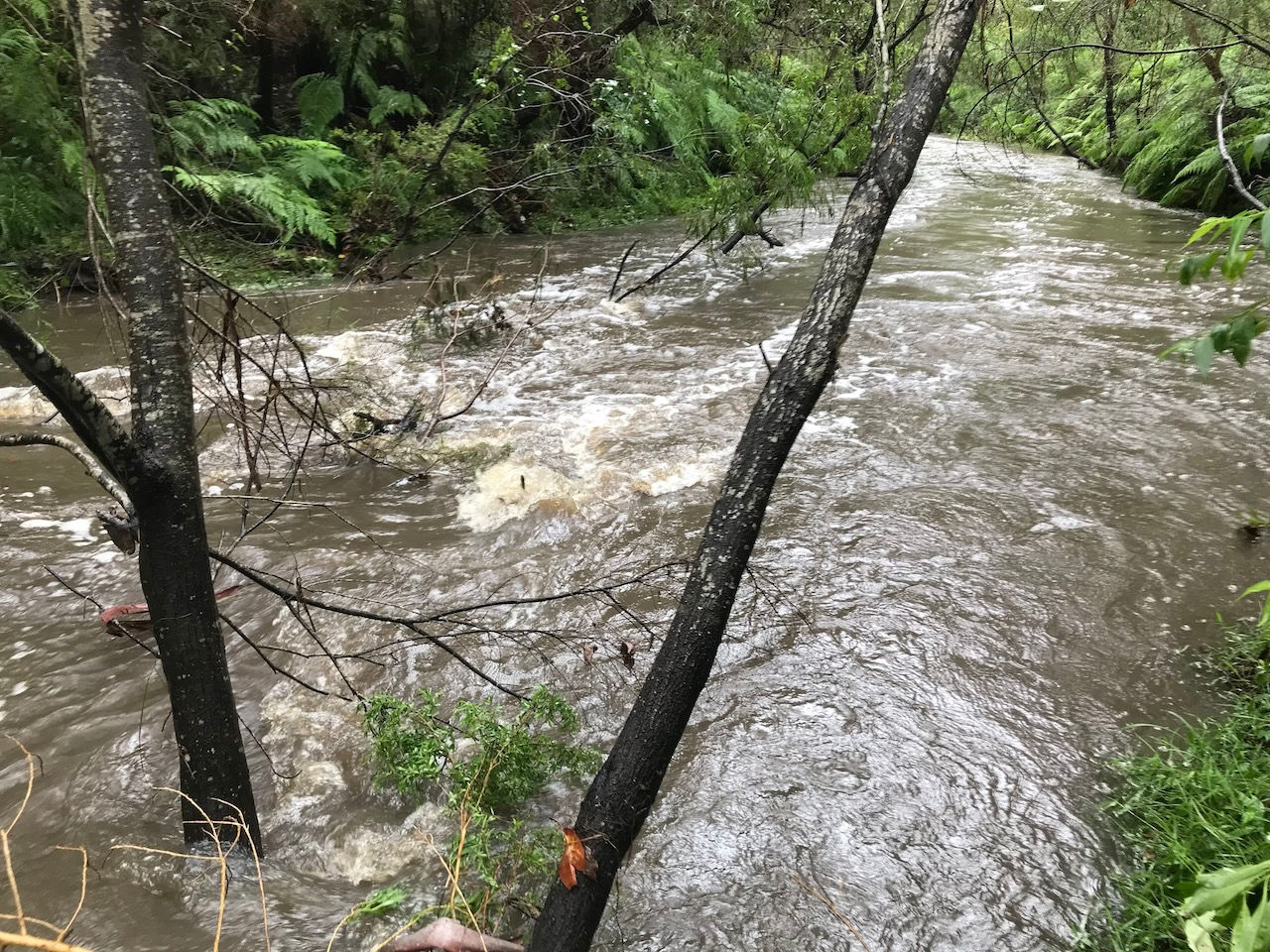 The raging creek