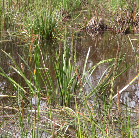 Water ribbons - Cycnogeton procerum