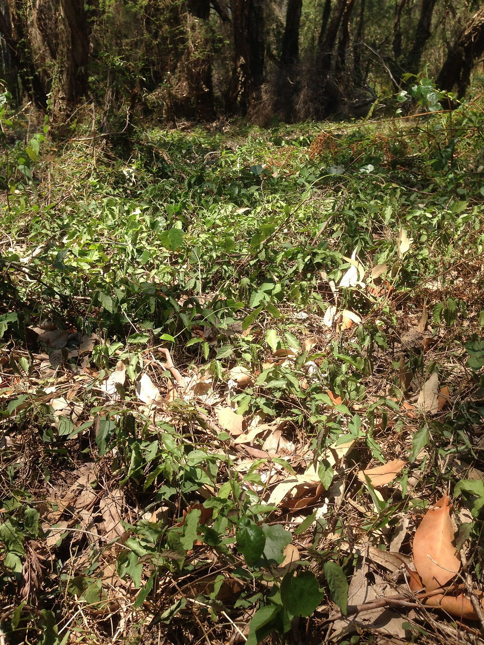 Cats claw forms a carpet from the scrambling vine across the ground