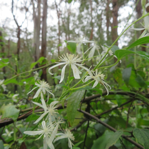 Travellers joy in flower (Clematis glycinoides)