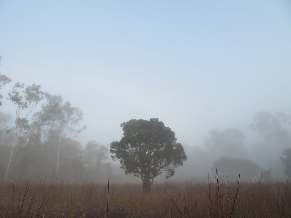 Paperbark in the dry wetland