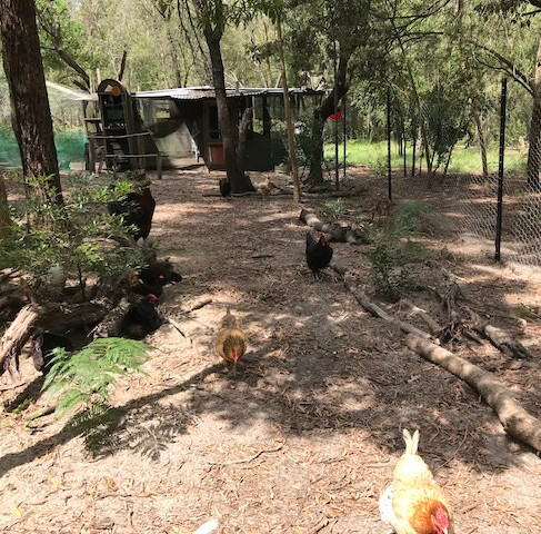 The new chicken run safe from the dingo.