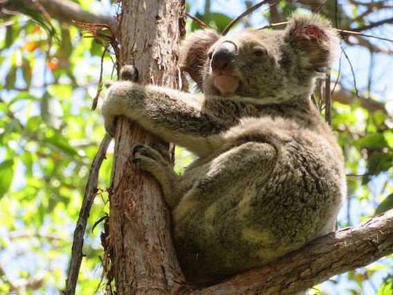 Koala (Phascolarctos cinereus)