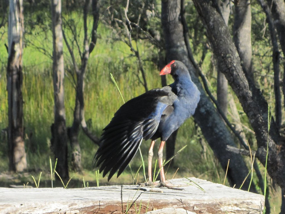 Purple swamphen