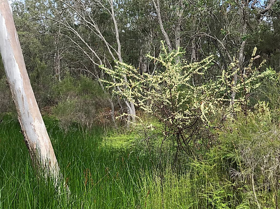 Dillwynia retorta in flower showing bush