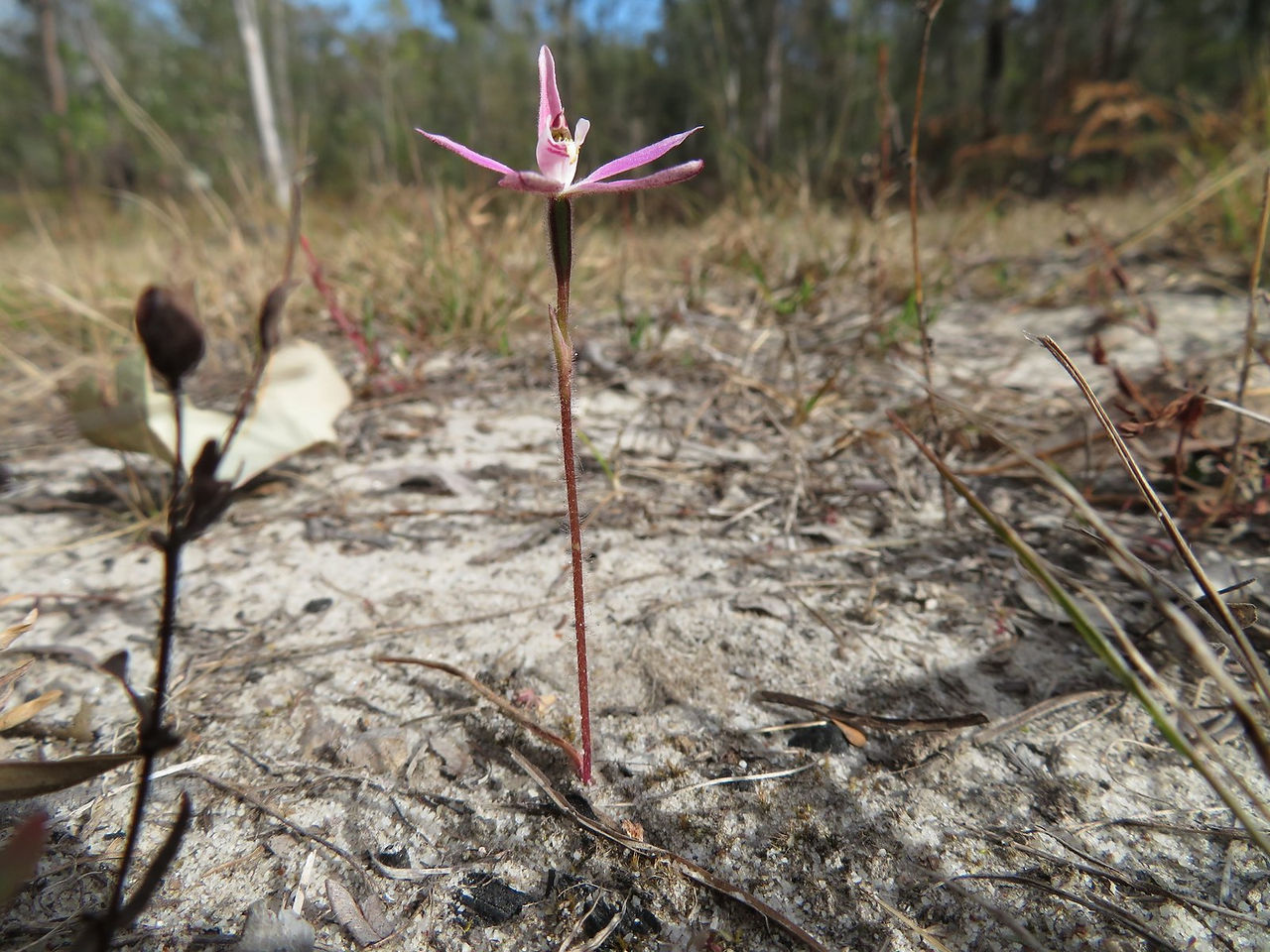 Pink Fingers (Petalochilus carnea)