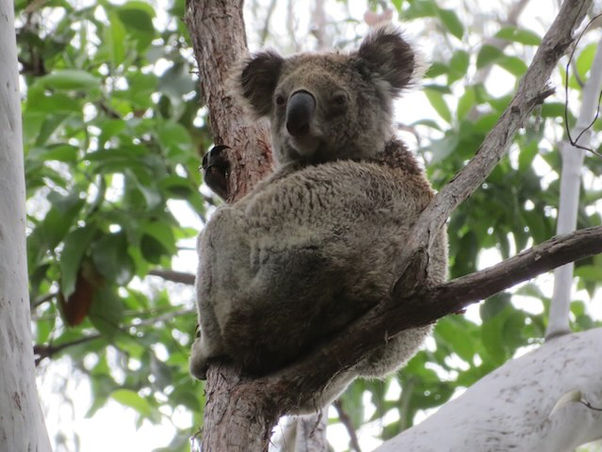 Koala (Phascolarctos cinereus)