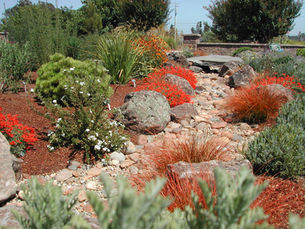 Drought-Tolerant Landscaping Ideas for California Yards