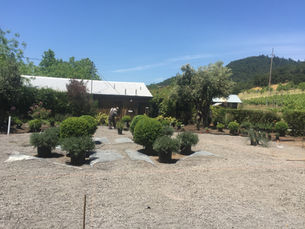 Winter Pruning Basics