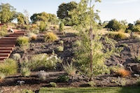 Lvovich-Boshernistan-15