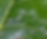 Whiteflies.png