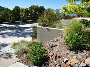 How to Design a Drought-Tolerant Landscape