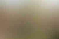 Lvovich-Boshernistan-14