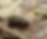 Bark beetles.png