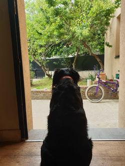 BellaHome-4