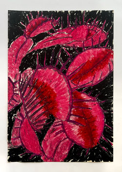 luisa callegari_ dionaea