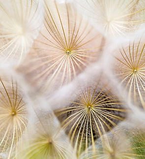 Close-Up Dandelions