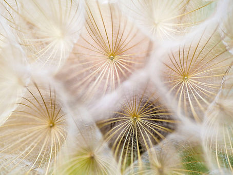 dandelions.