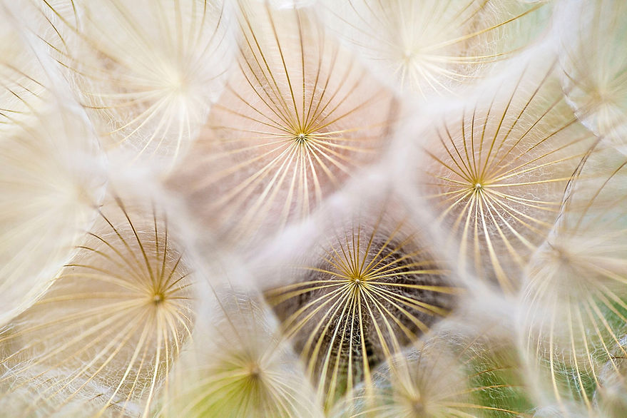 Up close photo of dandelion 