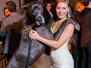 A joyful bride embraces her Great Dane dog during a heartwarming moment at their wedding reception.