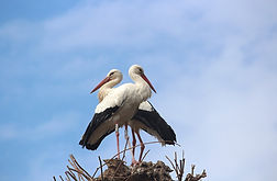 2 cigognes.jpg