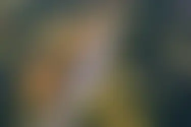 What are the pros and cons of vanlife?