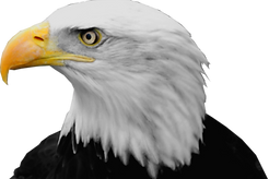Eagle Right
