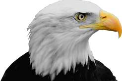 Eagle Left
